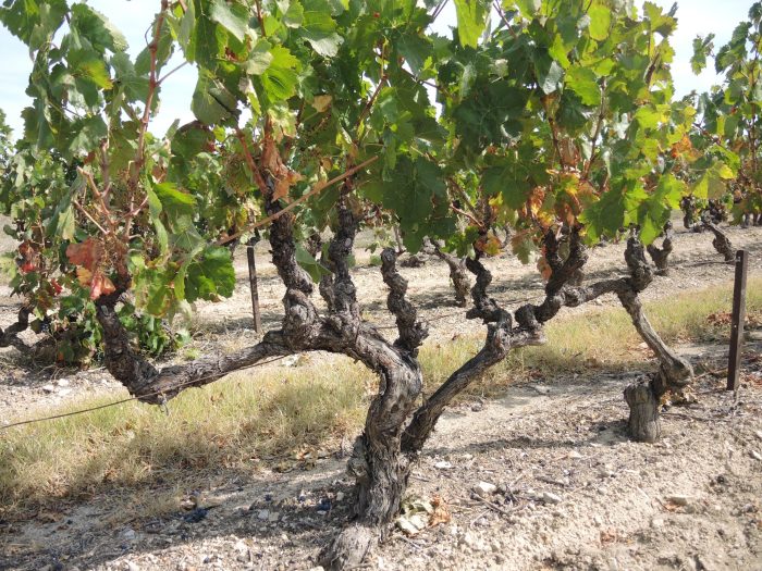 diverse Weinbilder 026